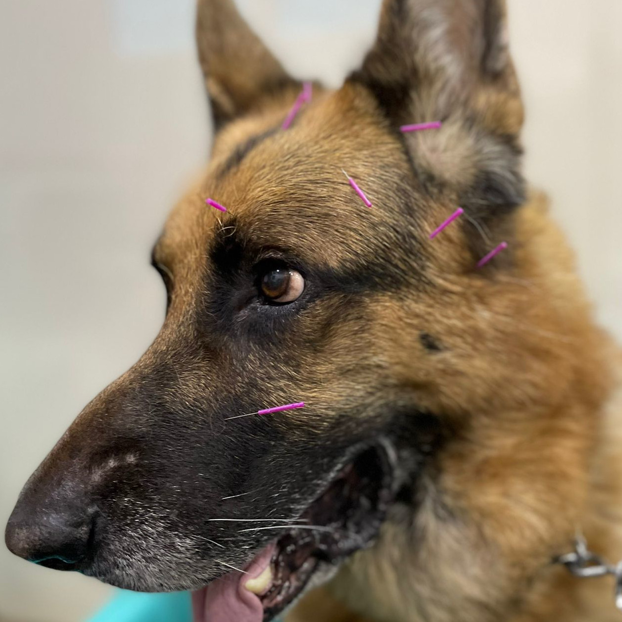Acupuntura veterinaria en perros