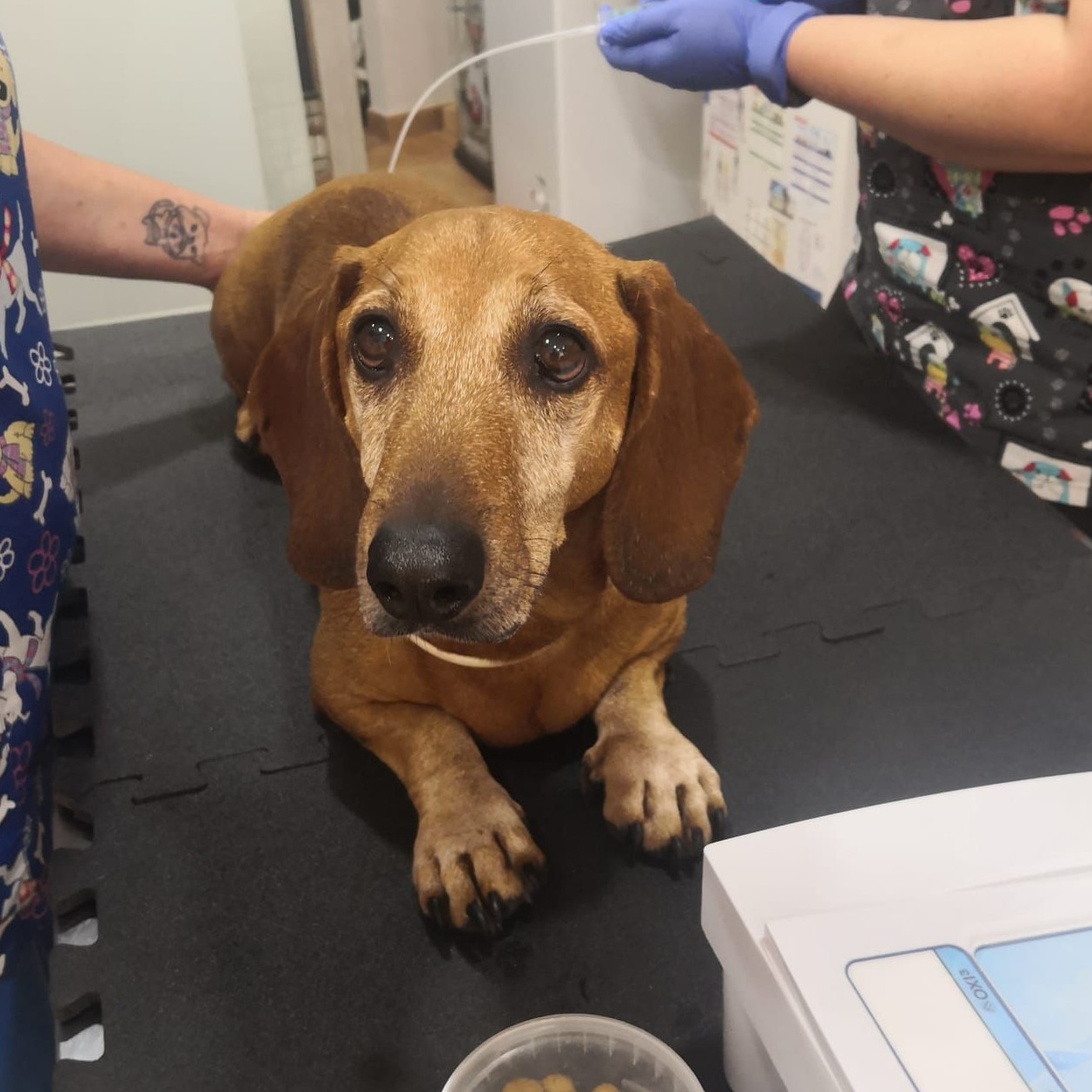 Ozonoterapia veterinaria en perros